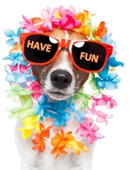 Have Fun Dog