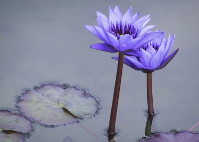 hospice-care compassion